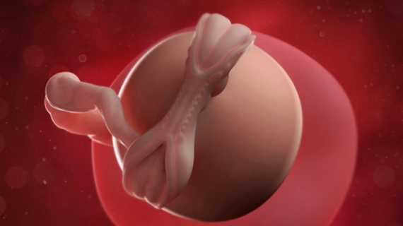 What is Happening at 5 Weeks Pregnant?