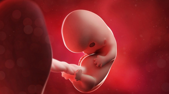 What is Happening at 8 Weeks Pregnant?