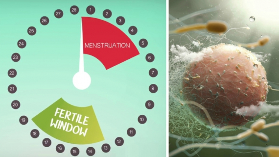 When to Have Sex to Get Pregnant?