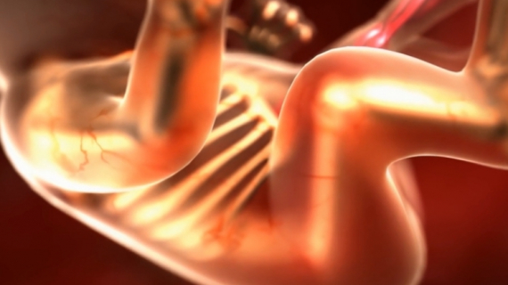 Your Pregnancy: Fetal Development Weeks 15 to 19