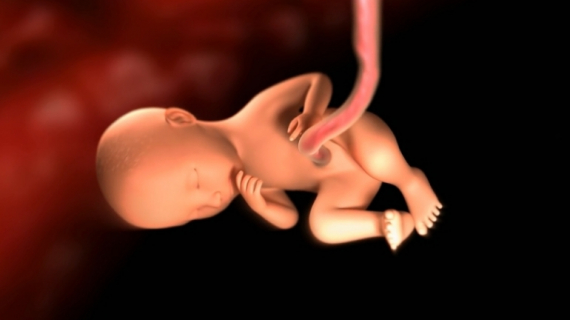 Your Pregnancy: Fetal Development Weeks 20 to 24