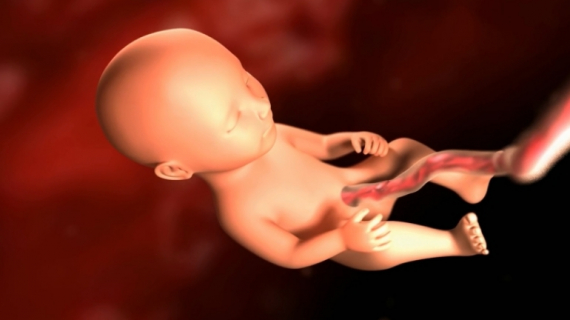 Your Pregnancy: Fetal Development Weeks 25 to 29